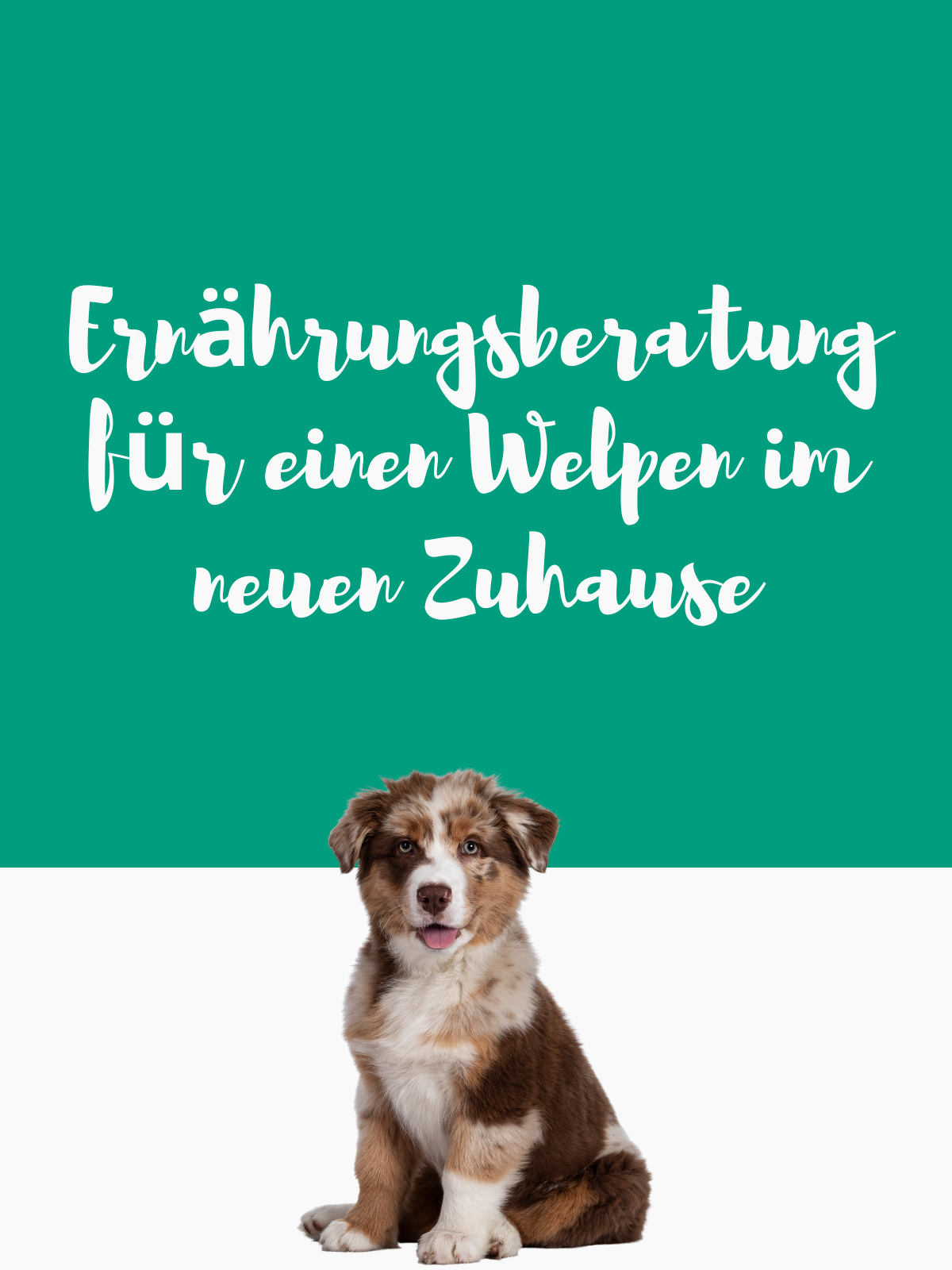 Ernährungsberatung für einen Welpen im neune Zuhause