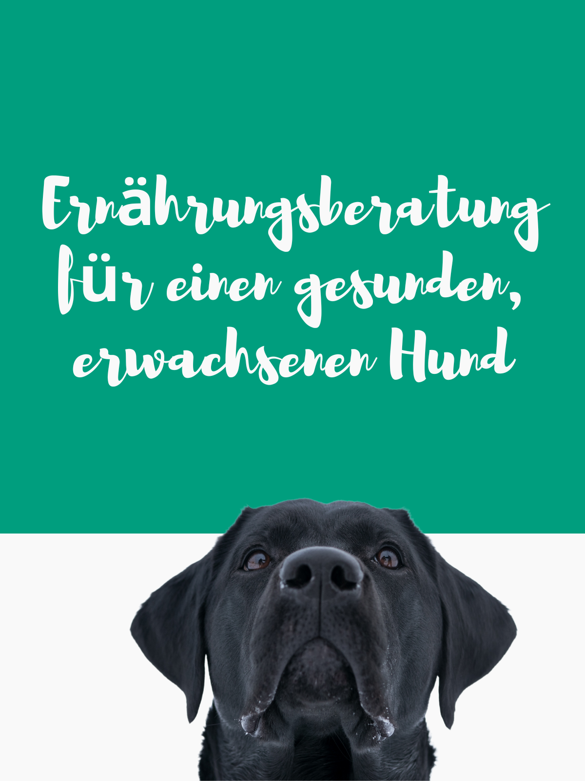Ernährungsberatung für einen gesunden erwachsenen Hund