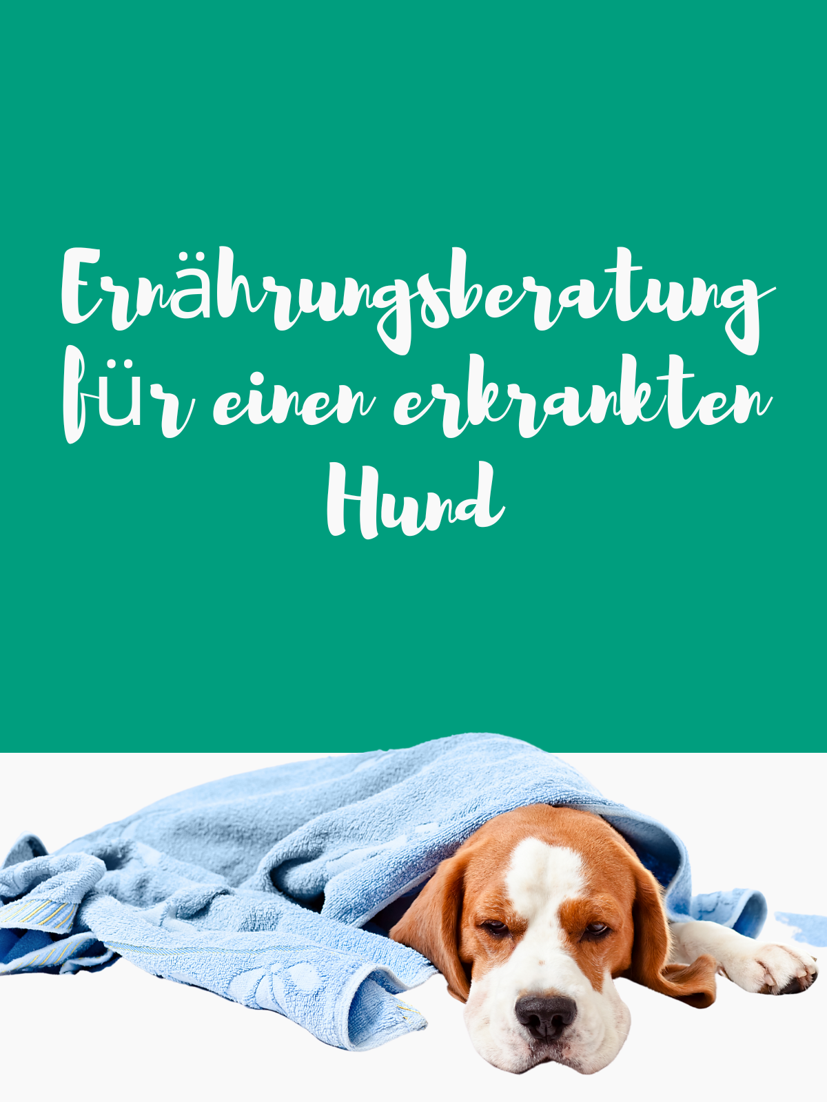 Ernährungsberatung für einen erkrankten Hund