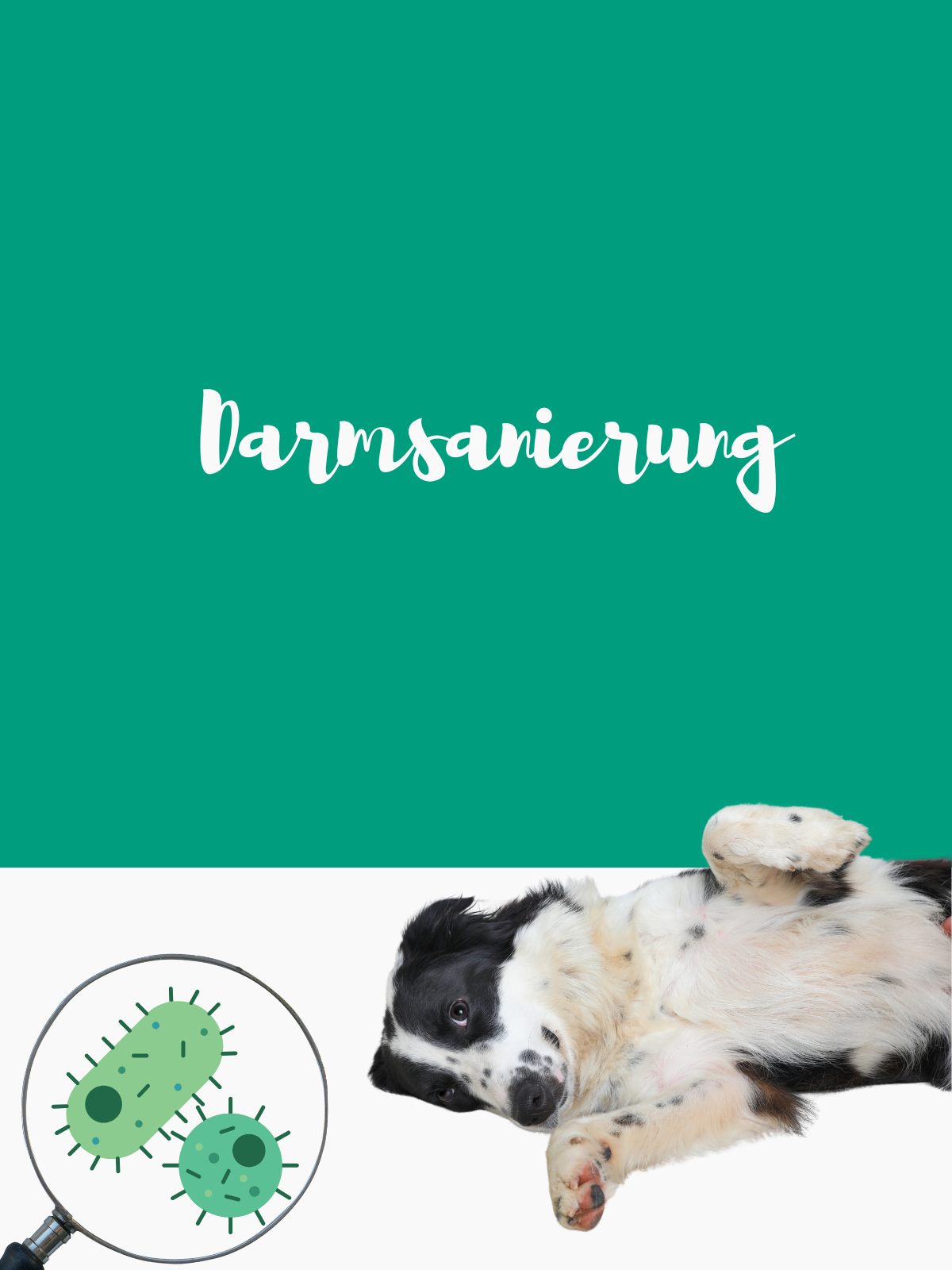 Darmsanierung