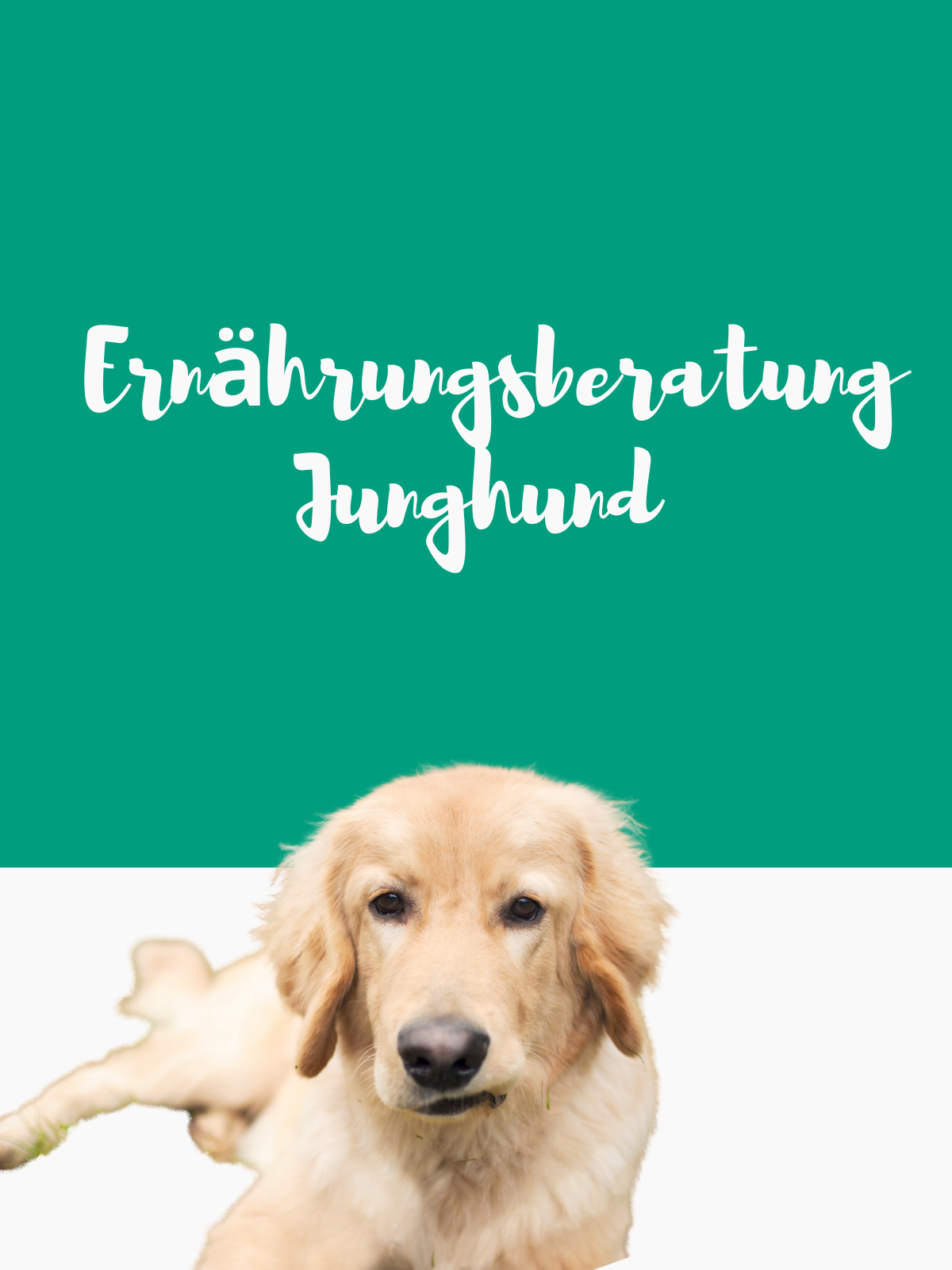 Ernährungsberatung Junghund