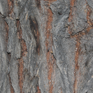 Slippery Elm Bark, Ulmenrinde