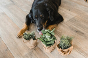 Sodbrennen beim Hund