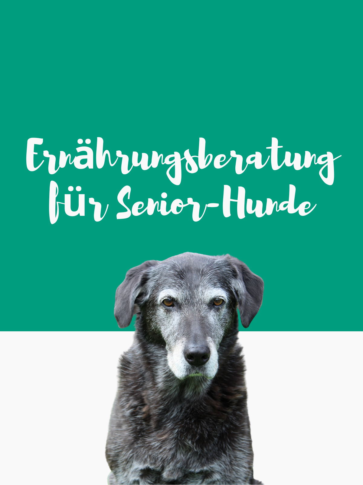 Ernährungsberatung Seniorhund