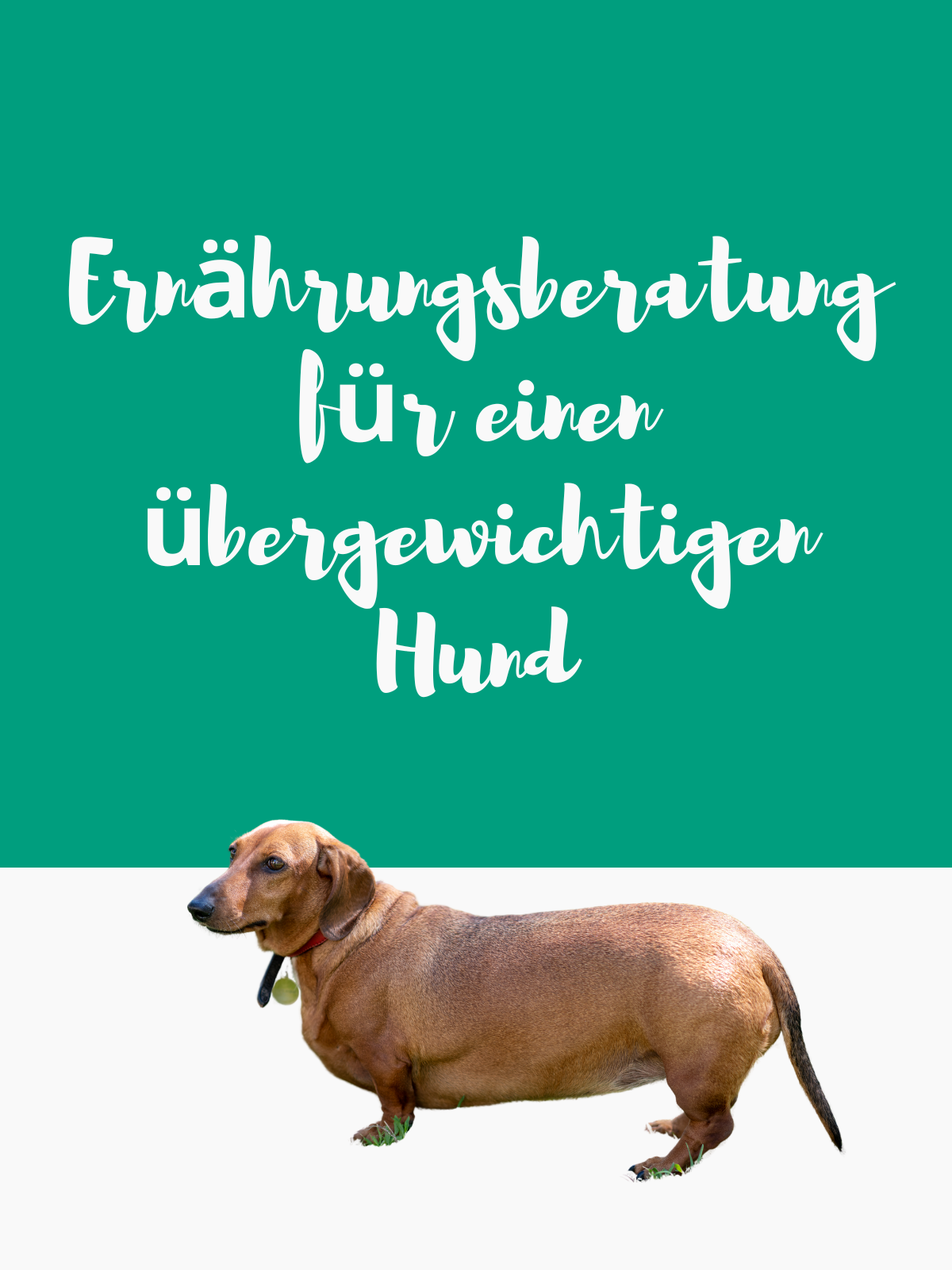 Ernährungsberatung übergewichtiger Hund
