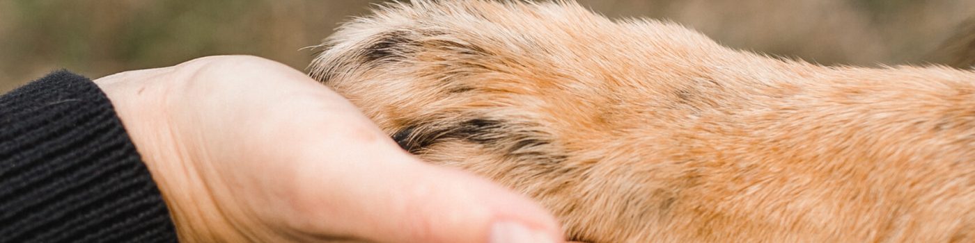 Gesunde Hundeernährung